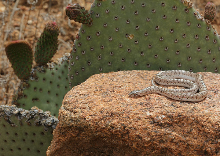 Desert Glossy Snake